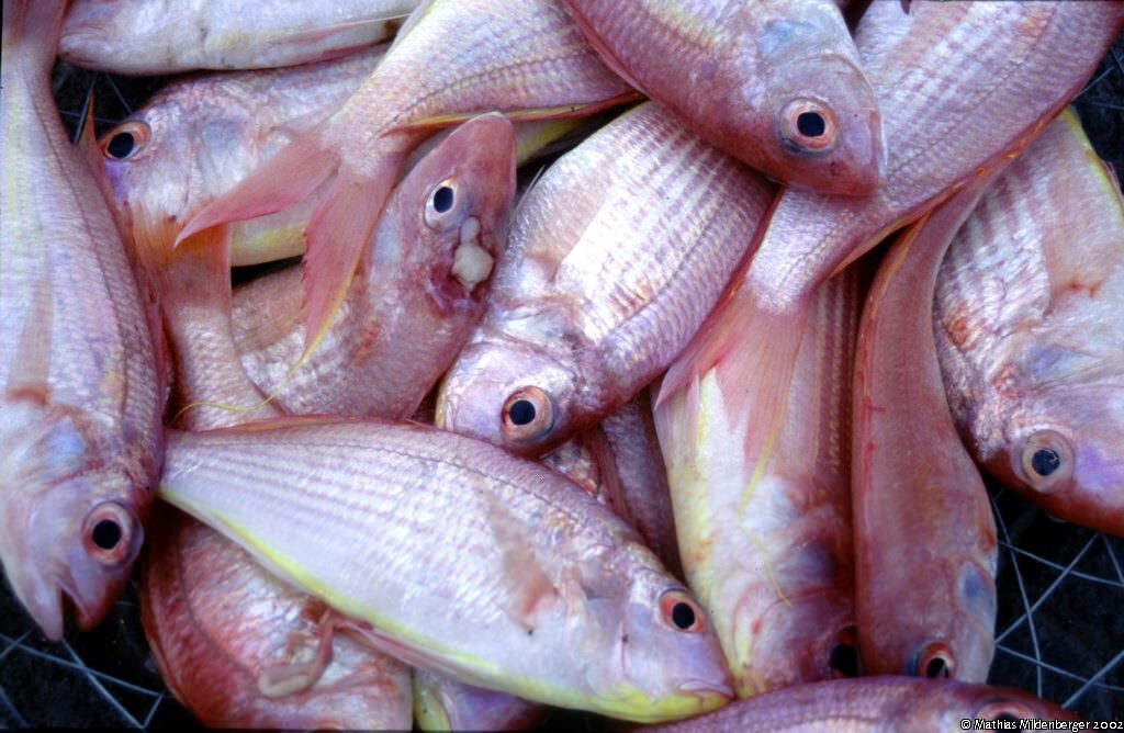 Sultan Ibrahim fish