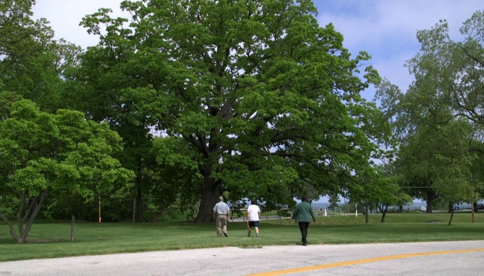 ohio champion trees database ohio champion trees map